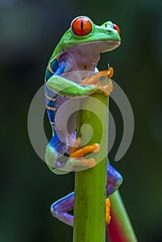 Red-Eyed Tree Frog