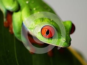 Red eyed tree frog (73) agalychnis callidryas