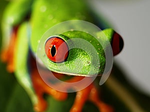 Red eyed tree frog (74) agalychnis callidryas