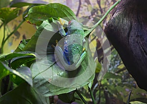 Red-eyed tree frog