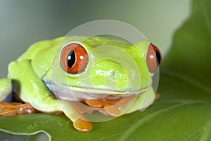 Red Eyed Tree Frog