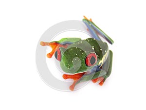 Red eyed tree frog (81), Agalychnis callidryas