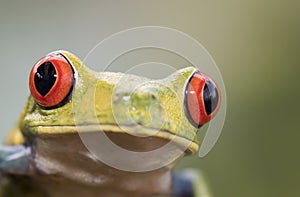 Red-eyed tree frog