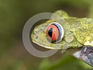 Red-eyed tree frog