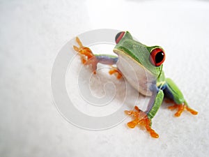 Red eyed tree frog