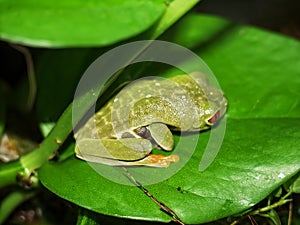 Red eyed tree frog