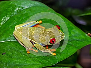 Red eyed tree frog