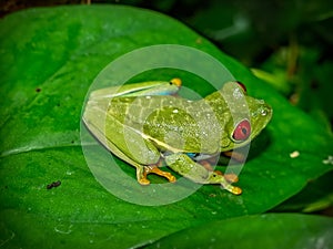 Red eyed tree frog