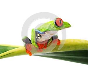 Red eyed tree frog (90), Agalychnis callidryas