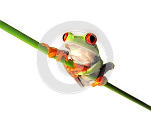 Red eyed tree frog (96), Agalychnis callidryas