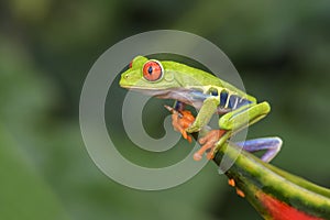 Red-eyed Tree Frog - Agalychnis callidryas