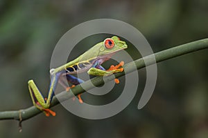 Red-eyed Tree Frog - Agalychnis callidryas