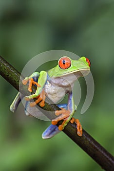 Red-eyed Tree Frog - Agalychnis callidryas