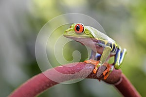 Red-eyed Tree Frog - Agalychnis callidryas