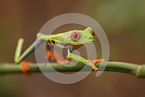 Red-eyed Tree Frog - Agalychnis callidryas