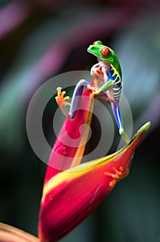 Red-eyed tree frog Agalychnis callidryas