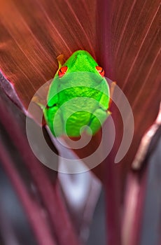 Red-eyed tree frog Agalychnis callidryas