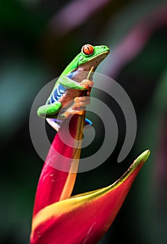 Red-eyed tree frog Agalychnis callidryas