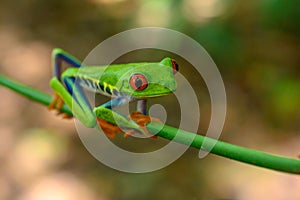 Red-eyed Tree Frog, Agalychnis callidryas,