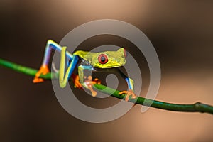 Red-eyed Tree Frog, Agalychnis callidryas,