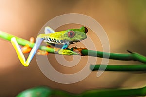 Red-eyed Tree Frog, Agalychnis callidryas,