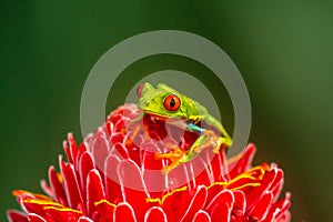 Red-eyed Tree Frog, Agalychnis callidryas,