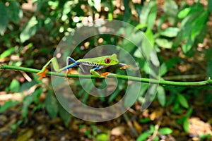 Red-eyed Tree Frog, Agalychnis callidryas,