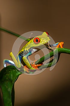 Red-eyed Tree Frog, Agalychnis callidryas,