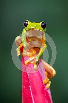 Red-eyed Tree Frog, Agalychnis callidryas,