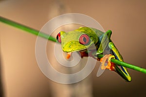 Red-eyed Tree Frog, Agalychnis callidryas,