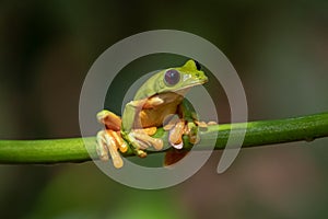 Red-eyed Tree Frog, Agalychnis callidryas,