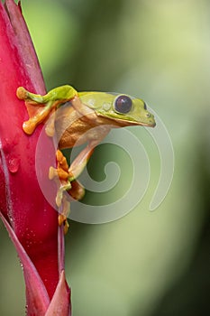 Red-eyed Tree Frog, Agalychnis callidryas,