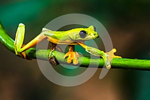 Red-eyed Tree Frog, Agalychnis callidryas,