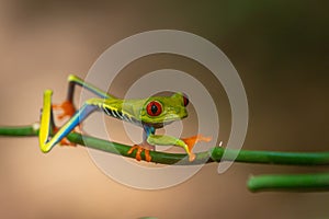 Red-eyed Tree Frog, Agalychnis callidryas,