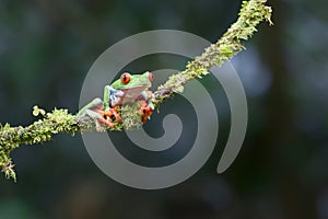 Red eyed tree frog Agalychnis callidryas