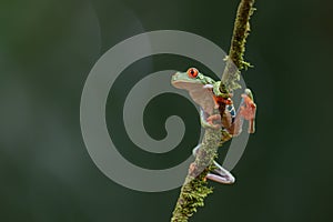 Red eyed tree frog Agalychnis callidryas