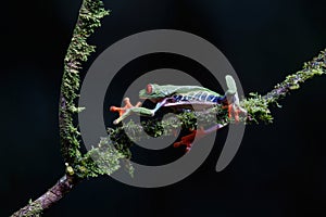 Red eyed tree frog Agalychnis callidryas