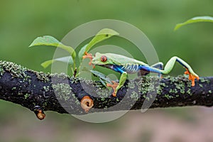 Red-eyed Tree Frog, Agalychnis callidryas,