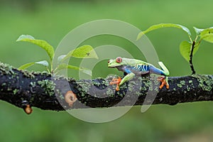 Red-eyed Tree Frog, Agalychnis callidryas,