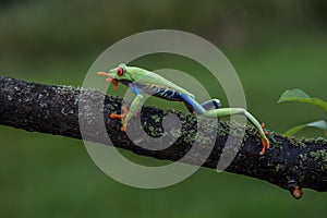 Red-eyed Tree Frog, Agalychnis callidryas,