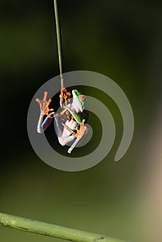 Red-eyed Tree Frog, Agalychnis callidryas,