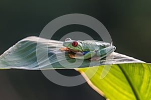 Red-eyed Tree Frog, Agalychnis callidryas,