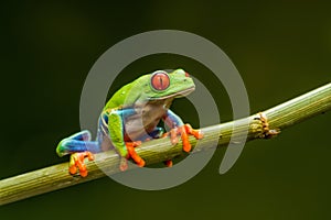 Red-eyed tree frog Agalychnis callidryas