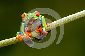 Red-eyed tree frog Agalychnis callidryas