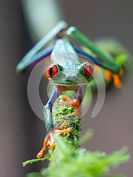 Red-eyed Tree Frog, Agalychnis callidryas,