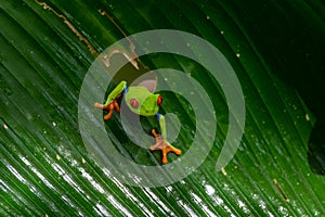 Red-eyed Tree Frog, Agalychnis callidryas,