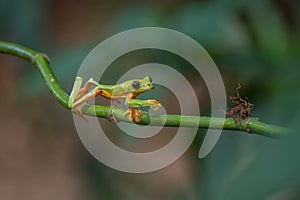 Red-eyed Tree Frog, Agalychnis callidryas,