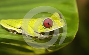 Red-eyed tree frog Agalychnis callidryas