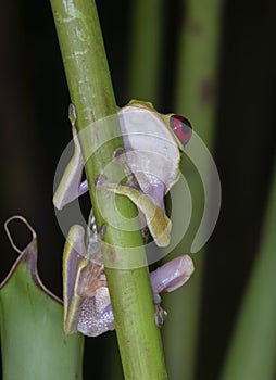 Red-eyed tree frog Agalychnis callidryas