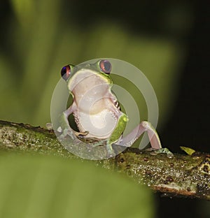 Red-eyed tree frog Agalychnis callidryas